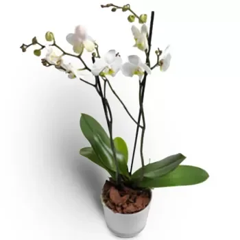 Norge blomster- Elegant Phalaenopsis orkidé Blomst Levering