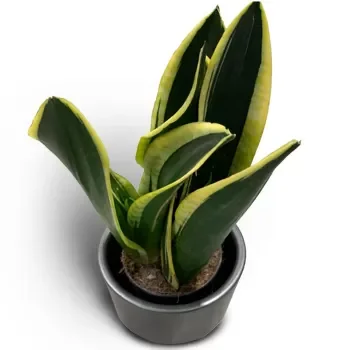 Norway flowers  -  Tough as Nails Sansevieria Flower Delivery