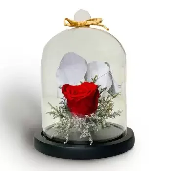 טקסוס טי פרחים- שמחה אינסופית פרח משלוח
