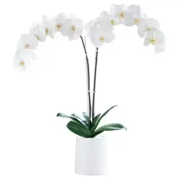 Zagrzeb kwiaty- Biały elegancja Kwiat Dostawy
