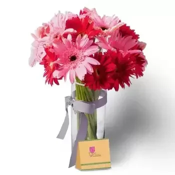 Al-Quṣaiṣ aṣ-Ṣinaiyah 2 flowers  -  Gorgeous Gerberas Flower Delivery