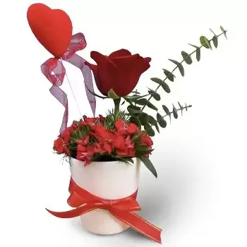 Ain Saadeh rože- Sladka ljubezen Cvet Dostava