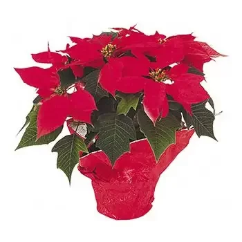 fleuriste fleurs de Asagigulderen- Gloire rouge Fleur Livraison