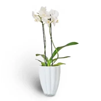 flores Casablanca floristeria -  planta llena de belleza Ramo de flores/arreglo floral