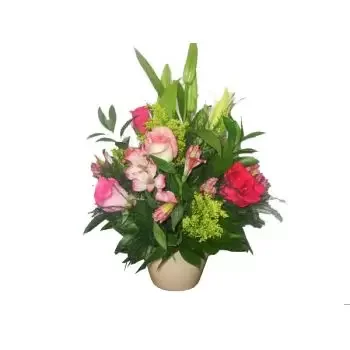 flores de Santa Lúcia- Delícia cor de rosa Flor Entrega