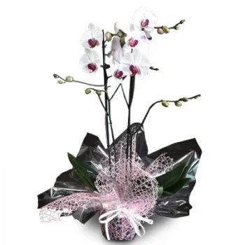 Quarteira blomster- Dronning af orkideer Blomst Levering