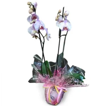 Aflitos cvijeća- Nepogrešiv Cvijet Isporuke