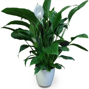 Lagoa flowers  -  Indoor Plant Flower Delivery
