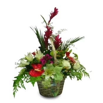 גראן קנריה פרחים- יופי טבעי פרח משלוח