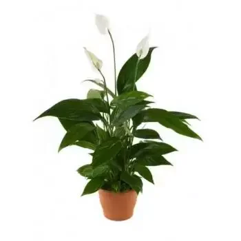 flores Praga floristeria -  Spathiphyllum Ramos de  con entrega a domicilio