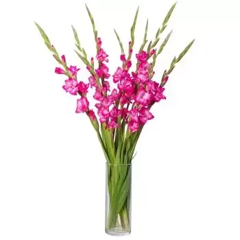 Ελ Σοκόρο λουλούδια- Ροζ καλοκαιρινή αγάπη Λουλούδι Παράδοση