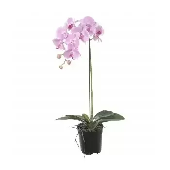 Japonsko květiny- Efektní růžová orchidej Květ Dodávka