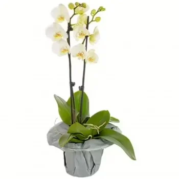 flores Achtrup floristeria -  Tallos elegantes Ramos de  con entrega a domicilio