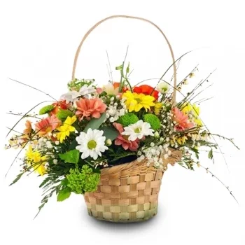 Aspe Blumen Florist- Skurriles Gänseblümchen-Sortiment Blumen Lieferung