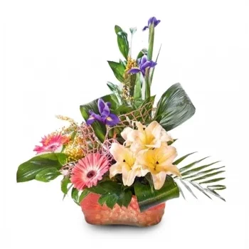 Cala Conta-virágok- Élénk szirmok paletta Virág Szállítás
