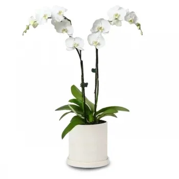 מדריד חנות פרחים באינטרנט - פנינה כותרת Phalaenopsis זר פרחים