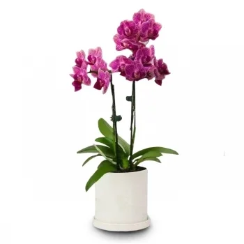 fleuriste fleurs de Pontevedra- Orchidée papillon rougissante Fleur Livraison