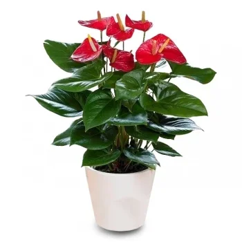 flores Rocafort floristeria -  Resplandor carmesí Ramos de  con entrega a domicilio