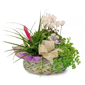 Altet cvijeća- Vrtne košare Serene Cvijet Isporuke