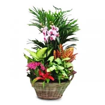 Benidorm Blumen Florist- Garten-Orchideen-Ensemble Blumen Lieferung