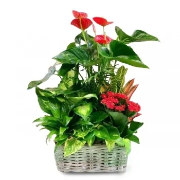 flores Puerto sagunto floristeria -  Conjunto de elegancia tropical Ramos de  con entrega a domicilio