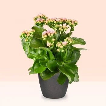 חרונינגן פרחים- עגלת קסם פרח משלוח