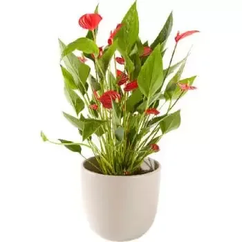 Praag bloemen bloemist- Anthurium inclusief pot Boeket/bloemstuk