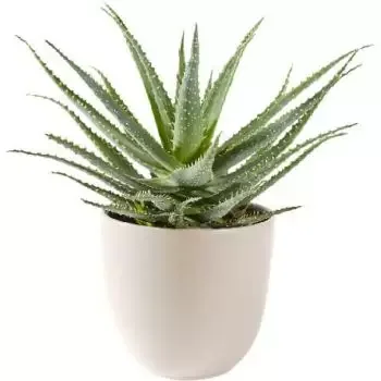Prague flowers  -  Aloe Vera Succulent Plant Including Pot