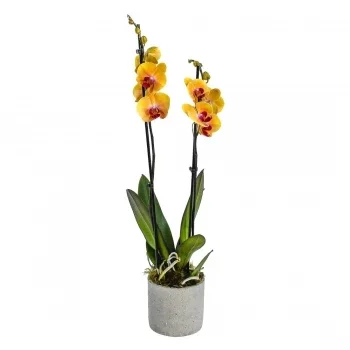 flores Birmingham floristeria -  Conjunto De Elegancia De Orquídeas