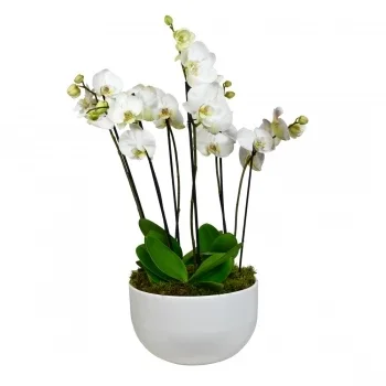 flores de Birmingham- Elegância Da Orquídea