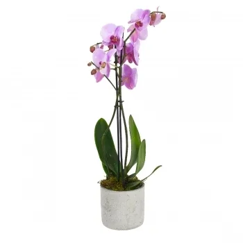 Birmingham cveжe- Vhimсical Orchid Vonderс