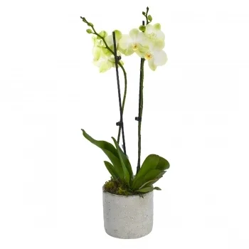 flores de Birmingham- Conjuntos De Orquídeas Eternas