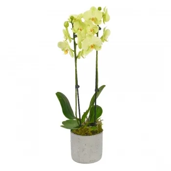 flores de Birmingham- Tesouros De Orquídeas Sonhadoras