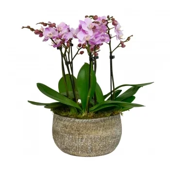 flores de Birmingham- Coleção Harmonia De Orquídeas