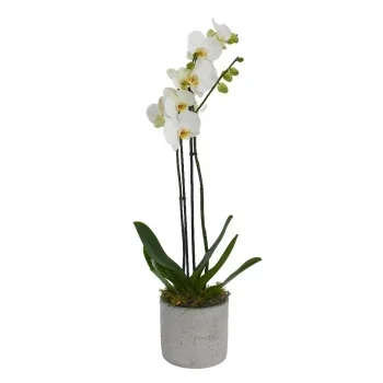 flores de Birmingham- Opulentos Buquês De Orquídeas