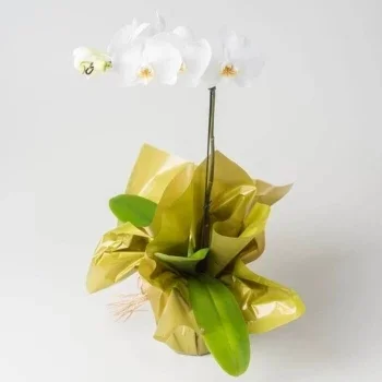 بائع زهور فورتاليزا- هدية
