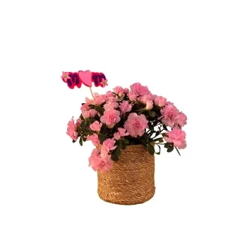 بائع زهور هرجل- مجموعة الجلالة زهرة التسليم