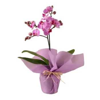 Dubai blomster- Orchid Overflodsgaver