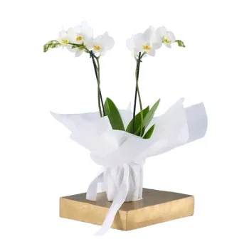 דובאי פרחים- חבילה לבנה