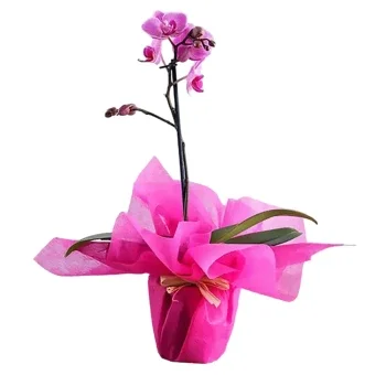 Ras Al Khaimah flowers  -  Beautifull Wrapping