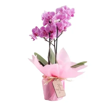 Ras Al Khaimah flowers  -  Majestic Orchid 