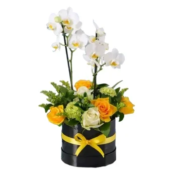 Fujairah cvijeća- Žuta Vrpca