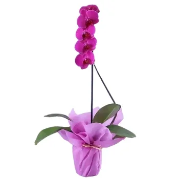 Fujairah cvijeća- Ljubav Prema Prirodi