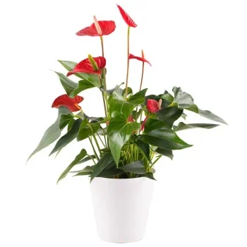 flores Veldegem floristeria -  Pantalla única Ramos de  con entrega a domicilio