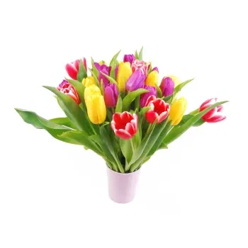 بائع زهور ميلان- زهور التوليب الملونة