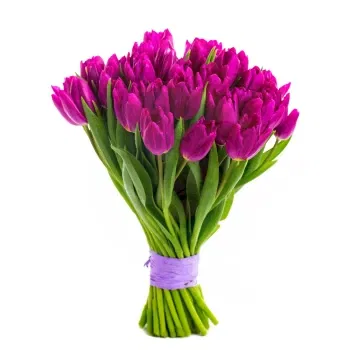 Włochy kwiaty- Fioletowe Tulipany