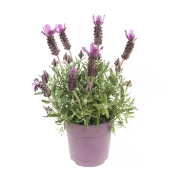 Sicily flowers  -  Lavender Plant