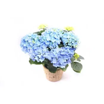 נאפולי פרחים- צמח הידראנגאה כחולה