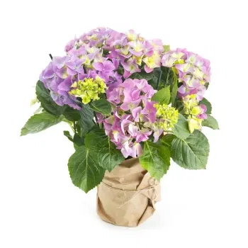 Naples flowers  -  Hydrangea Plant