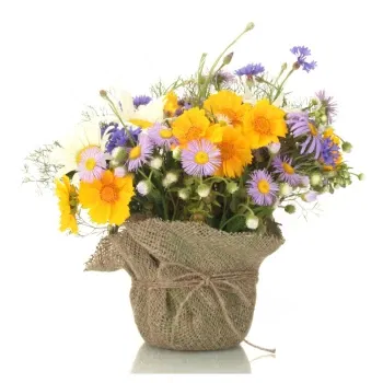 بائع زهور صقلية- تكوين نباتات ديزي